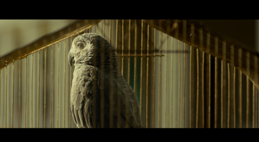 Still from Baab: a large grey bird perched behind thin vertical bars.