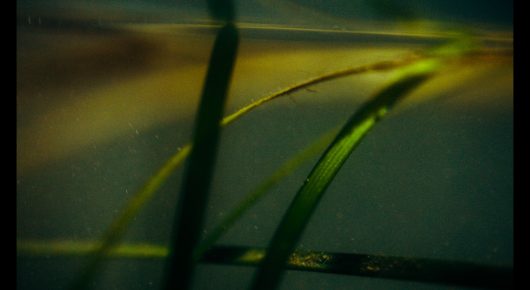 Still from Green Grass: blades of grass in focus against a blurred yellow-green background.