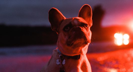 Still from I Rarely Wake Up Dreaming: a French bulldog with upright ears sits looking ahead at night, with car lights glowing red behind it.