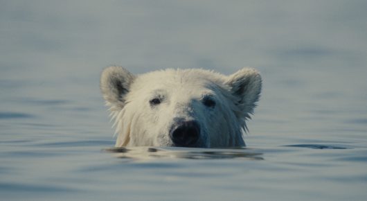 Still from Nuisance Bear: a polar bear's head and eyes above the surface of calm blue-grey water.