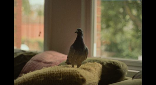 Still from The Pigeon: a pigeon stands on a cushion on a sofa in front of a window.