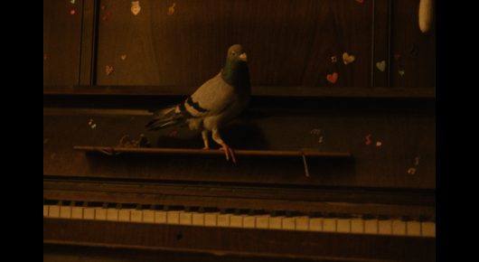 Still from The Pigeon: a pigeon stands on the closed lid of a piano in a dim room.