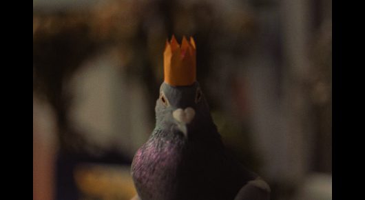 Still from The Pigeon: a pigeon with a small orange crown on its head stands in soft focus.