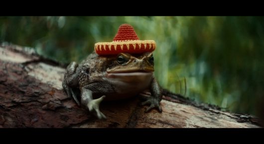 Still from Todd and The Toad: a toad wearing a tiny red and yellow sombrero sits on a log.