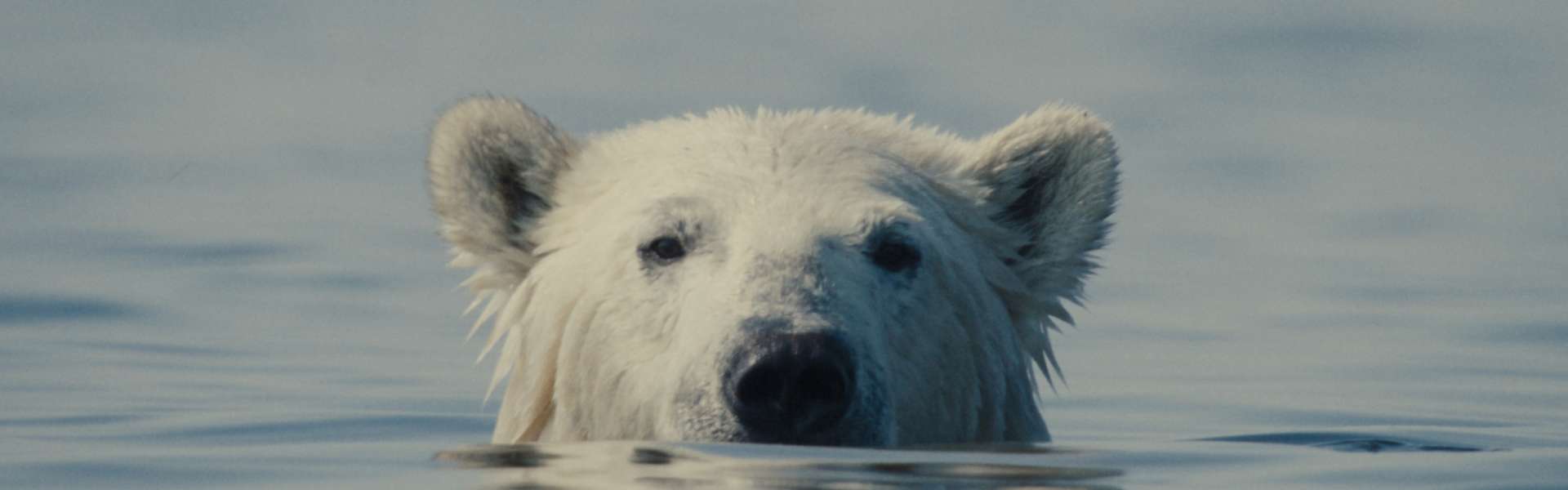Still from Nuisance Bear: a polar bear's head and eyes above the surface of calm blue-grey water.